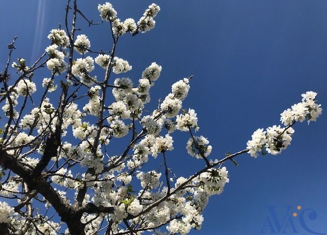 Fleurs de cerisier dans le vent du printemps